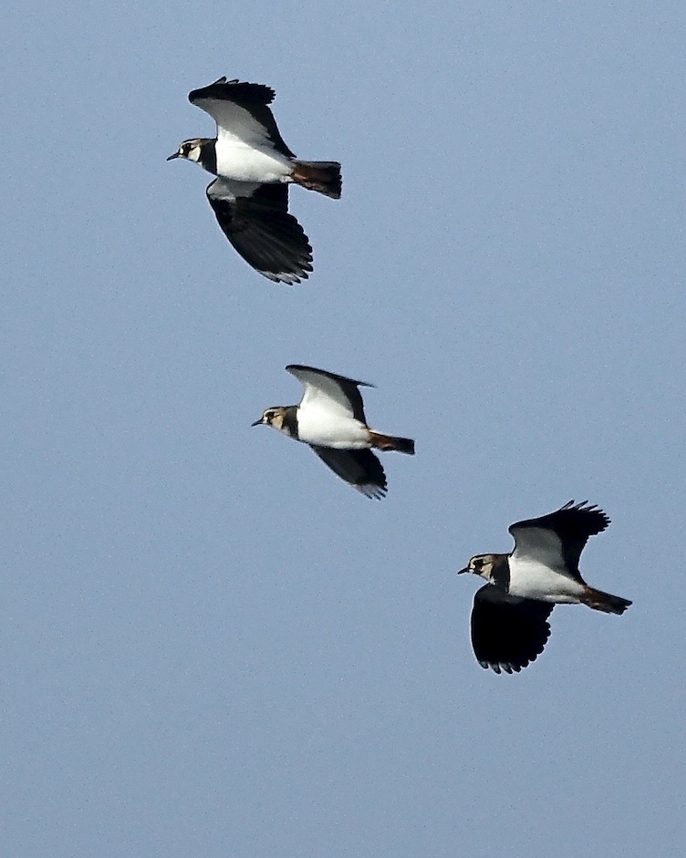 lapwing